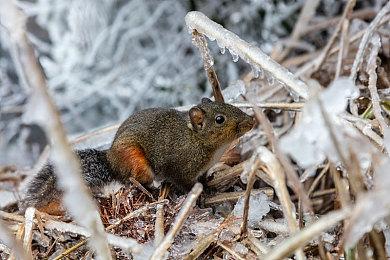 《空之轨迹 the 1st》角色介绍视频：缇妲·拉赛尔